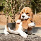 �t��ata BEAGLE