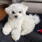 miniat�rne �teniatka maltez�kov.