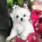 miniat�rne �teniatka maltez�kov.