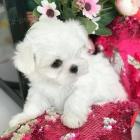 miniat�rne �teniatka maltez�kov.