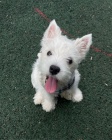 �teniatka West Highland White Terriers