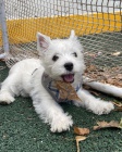 �teniatka West Highland White Terriers