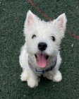 �teniatka West Highland White Terriers