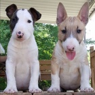 bulteri�r mini �t��ata