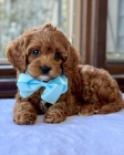 �t��ata Cavapoo mini.