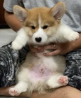 �t��ata Pembroke Welsh Corgi.