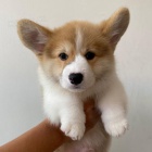 �t��ata Pembroke Welsh Corgi.