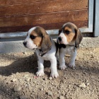 Kr�sn� a rozko�n� �t��ata b�gla