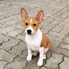 Prod�m kr�sn� o�kovan� a od�erven� �t���tka Basenji