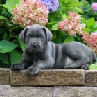 Prod�m zdrav� o�kovan� �t��ata italsk�ho Cane Corso