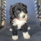 O�kovan� a od�erven� mini �t��ata portugalsk�ho vodn�ho psa k adopci