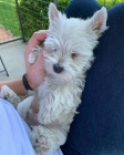 Pred�m mini �teniatka West Highland White Terriers
