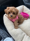 �t��ata Maltipoo