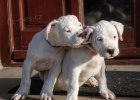 Prod�m zdrav� �t��ata argentinsk�ho doga.