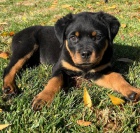 	 Prod�m roztomil� a kr�sn� miniaturn� �t���tka rotvajlera.