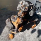 	 Prod�m trpasli�� �t��ata jezev��ka hladkosrst�ho