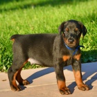 �teniatka dobermana.