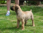 Boerboel (jihoafrick� mastif) �t��ata