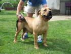 Boerboel (jihoafrick� mastif) �t��ata