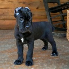 Prod�m zdrav� o�kovan� �t��ata italsk�ho Cane Corso
