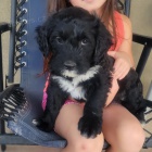 �t��ata portugalsk�ho vodn�ho psa k adopci