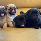 Kr�sn� b�ov� a �ern� fenka a pes o�kovan� �t��ata mopse na prodej