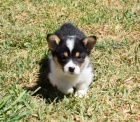 Pred�m kr�sne a anjelsk� �teniatka Pembroke Welsh Corgi.