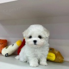 �t��ata bi�onka jsou k dispozici a p�ipravena k prodeji.