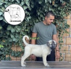 Tureck� Kangal �t��ata na prodej