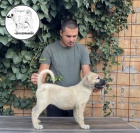 Tureck� Kangal �t��ata na prodej