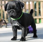 �t��ata mops� k adopci
