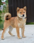 Shiba Inu �t��ata