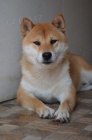 Shiba Inu �t��ata