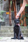 Cane Corso samec �t�n�