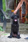 Cane Corso samec �t�n�