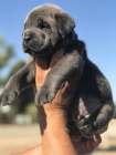 Prod�m zdrav� o�kovan� �t��ata italsk�ho Cane Corso
