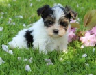 Pred�m �teniatka biewer yorkie