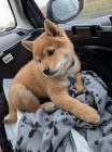 �T��ATA MINI SHIBA INU