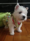Pred�m mini �teniatka West Highland White Terriers