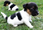�t��ata jack russell teri�ra.
