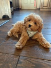 �t��ata Cavapoo mini.