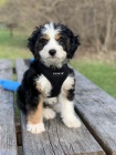 Prod�m zdrav� a o�kovan� mini �t��ata Bernedoodle.