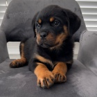 Prod�m roztomil� a kr�sn� miniaturn� �t���tka rotvajlera.