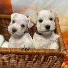 �t��ata mal�ch kn�ra��