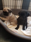 �t��ata mops� k adopci