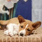 Prod�m kr�sn� o�kovan� a od�erven� �t���tka Basenji