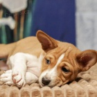 Prod�m kr�sn� o�kovan� a od�erven� �t���tka Basenji