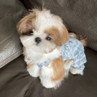 Pred�m hygienicky a soci�lne vy�kolen� �teniatka SHIH TZU