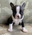 �t��ata bostonsk�ho teri�ra