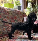 �t��ata miniaturn�ho pudla